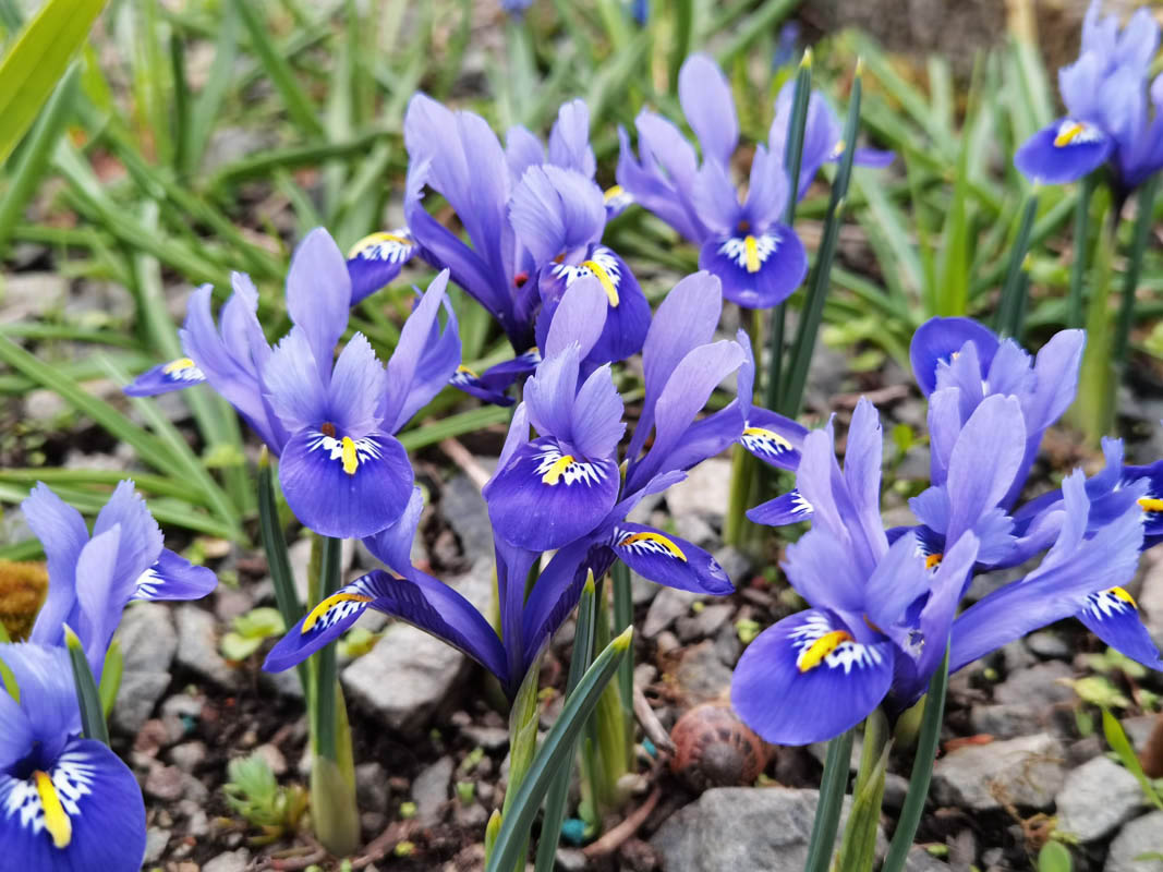 Iris reticulata'